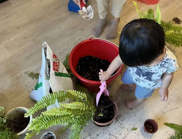 新手也能學會！植物照顧全攻略：澆水、光照、施肥一次搞懂