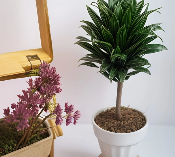 室內植物 室內植物