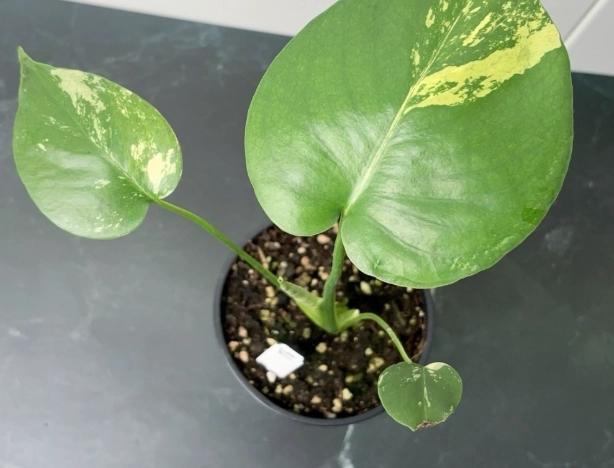 龜背芋葉子變黃怎麼辦？10年植栽達人教你診斷與急救全攻略