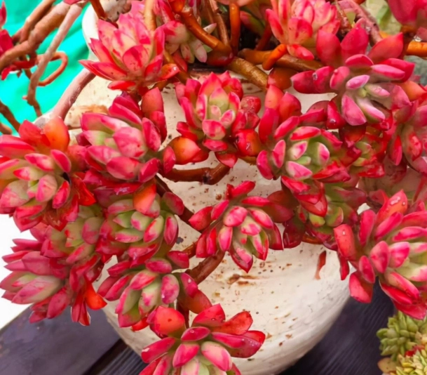 多肉植物開花照顧 多肉植物開花照顧