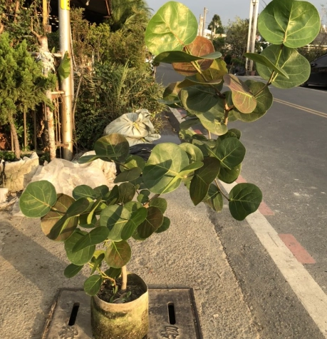 海葡萄水耕 海葡萄水耕