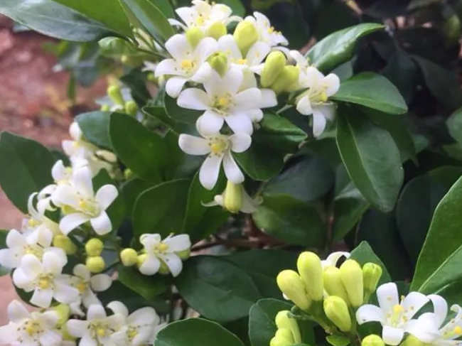 貓咪 植物 中毒 貓咪 植物 中毒