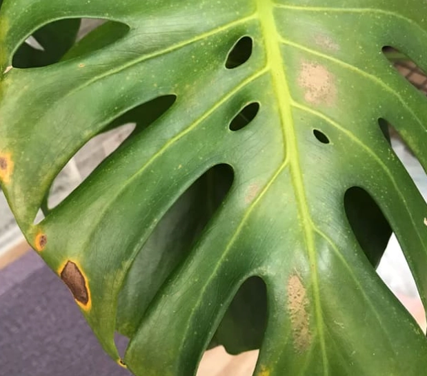 龜背芋 黑斑