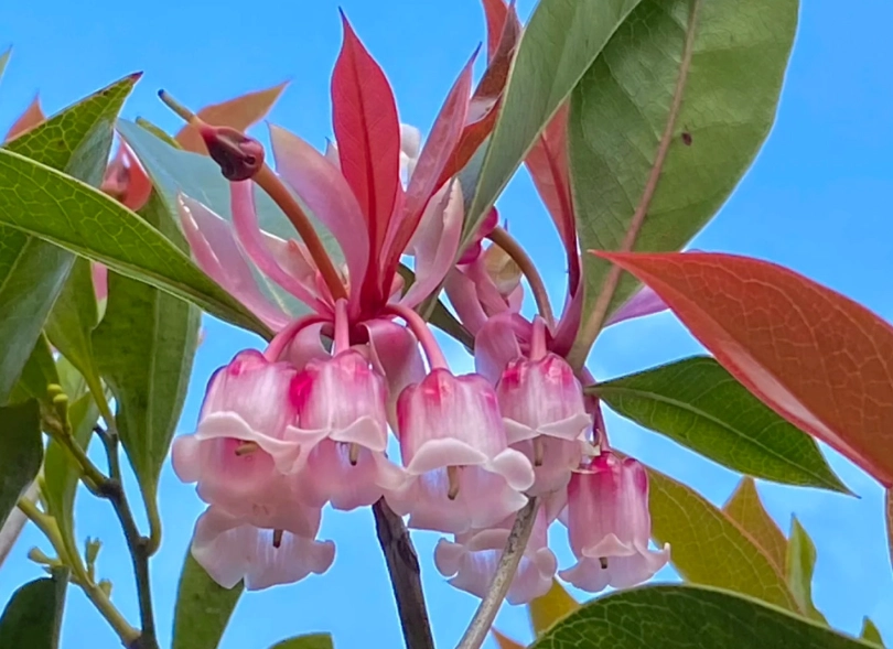 台灣吊鐘花 台灣吊鐘花