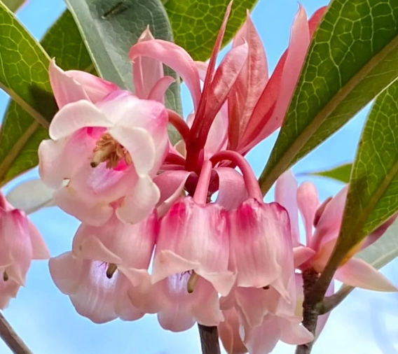 台灣吊鐘花 台灣吊鐘花