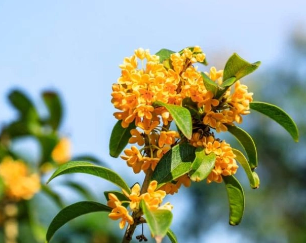 桂花不開花原因 桂花不開花原因