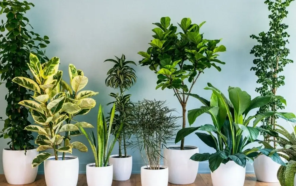 淨化空氣植物排名 淨化空氣植物排名