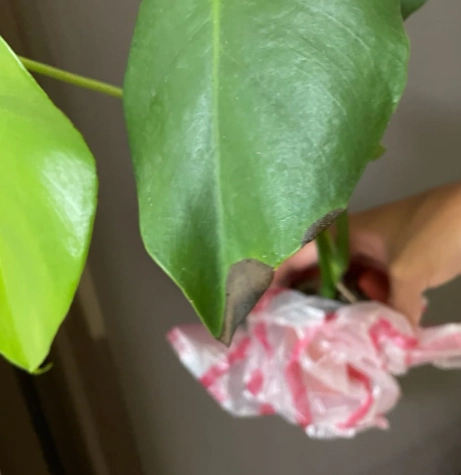 龜背芋 黑斑