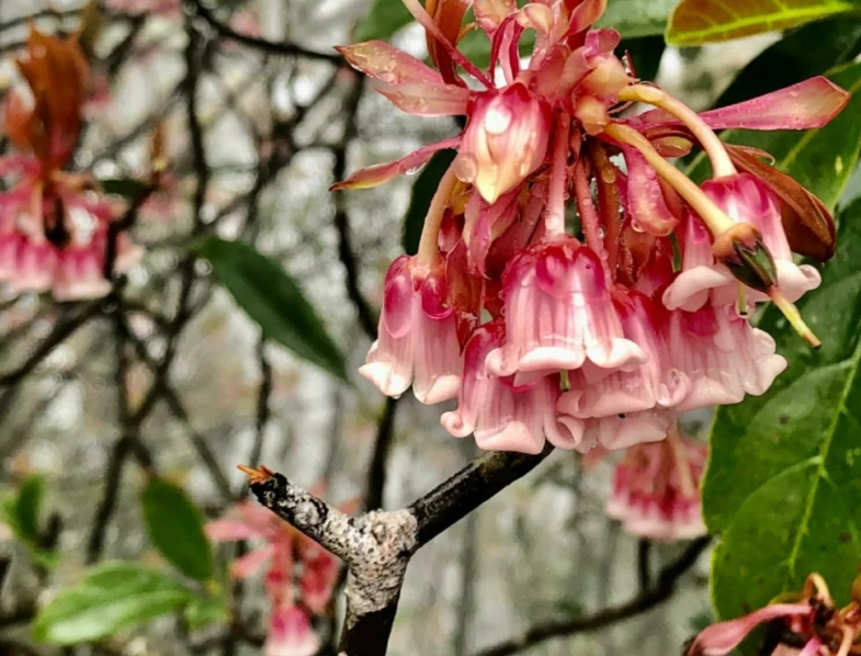 台灣吊鐘花 台灣吊鐘花