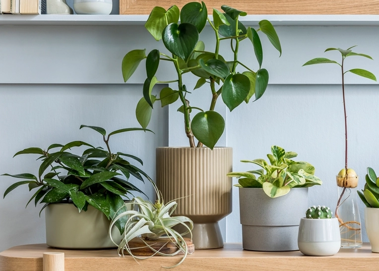 室內空氣淨化植物 室內空氣淨化植物