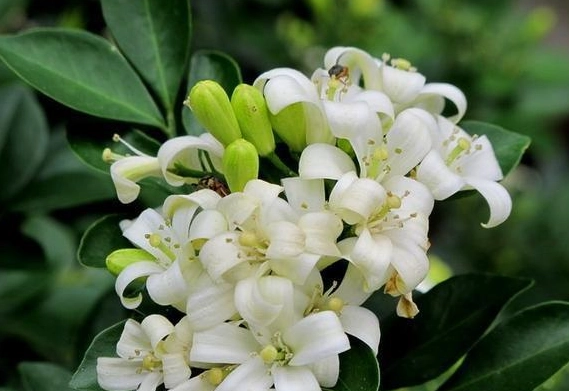 七里香對貓有毒嗎