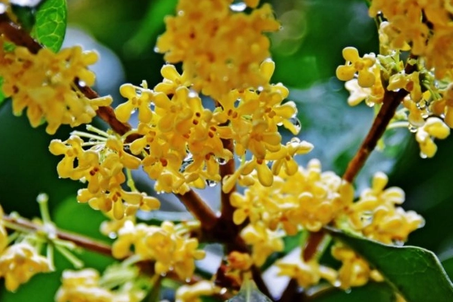 桂花不開花原因 桂花不開花原因