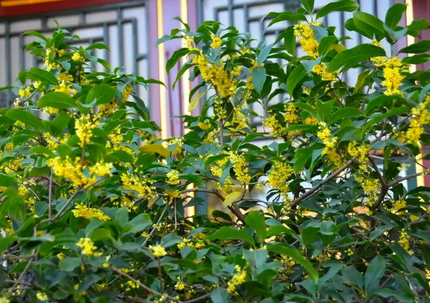 桂花種植禁忌全解析：避開常見錯誤讓桂花香滿園