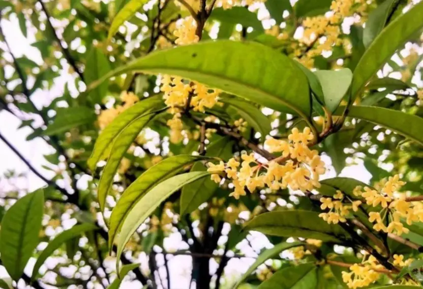 桂花不開花原因 桂花不開花原因
