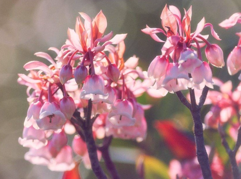 吊鐘花 吊鐘花