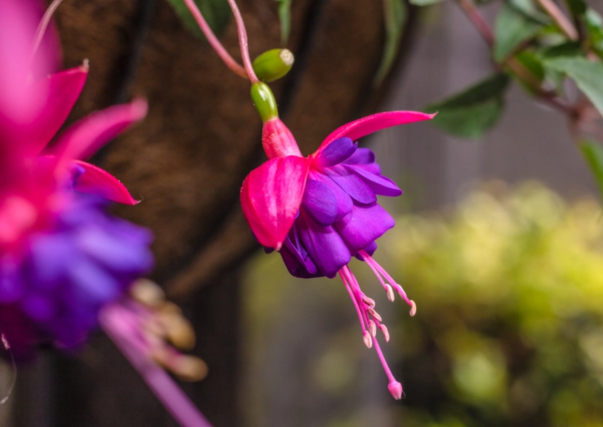 吊鐘花 吊鐘花