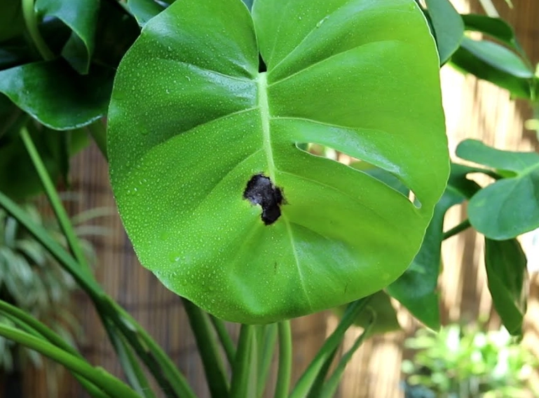 龜背芋葉片變黑？5大原因與完整救援指南