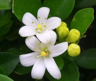 貓咪 植物 中毒 貓咪 植物 中毒
