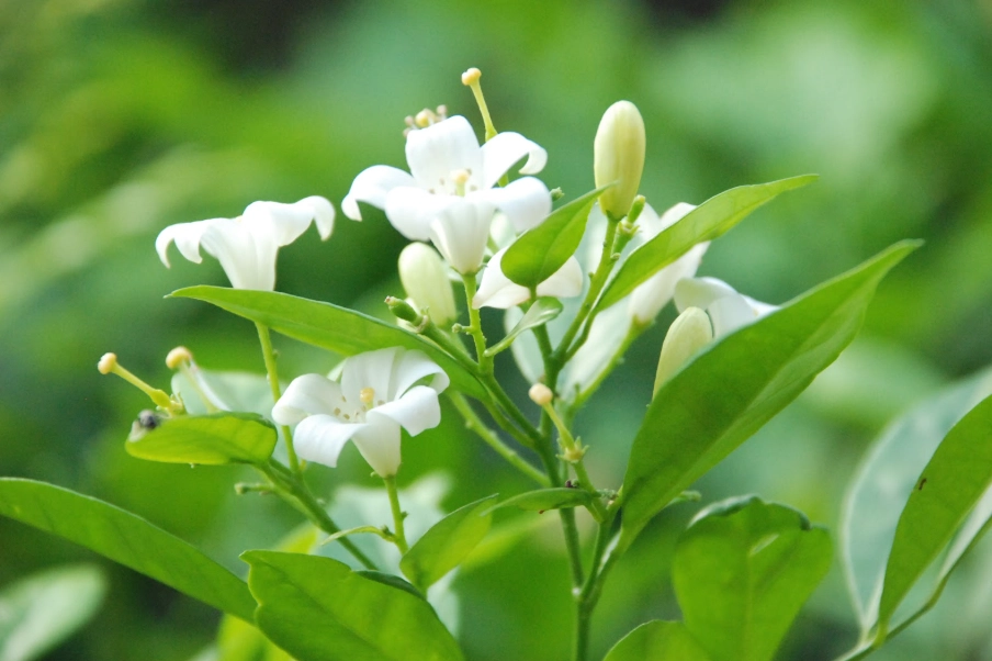 七里香葉子變白 七里香葉子變白