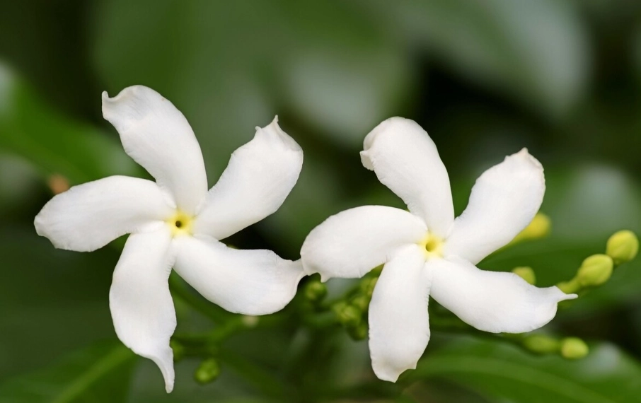 茉莉花種植
