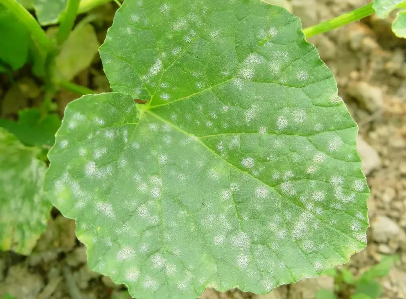 七里香白粉病