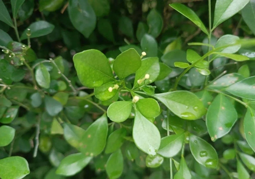 七里香葉子變白 七里香葉子變白