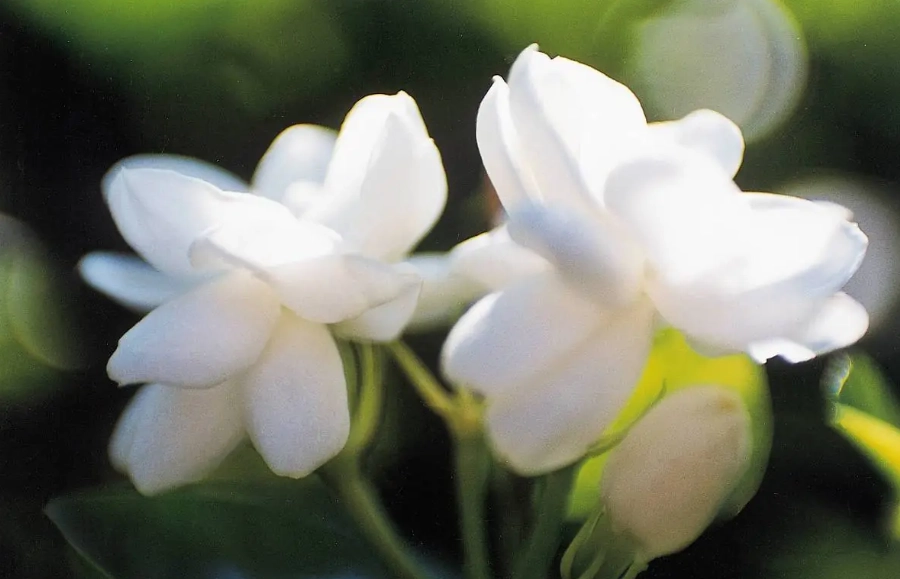 茉莉花茶