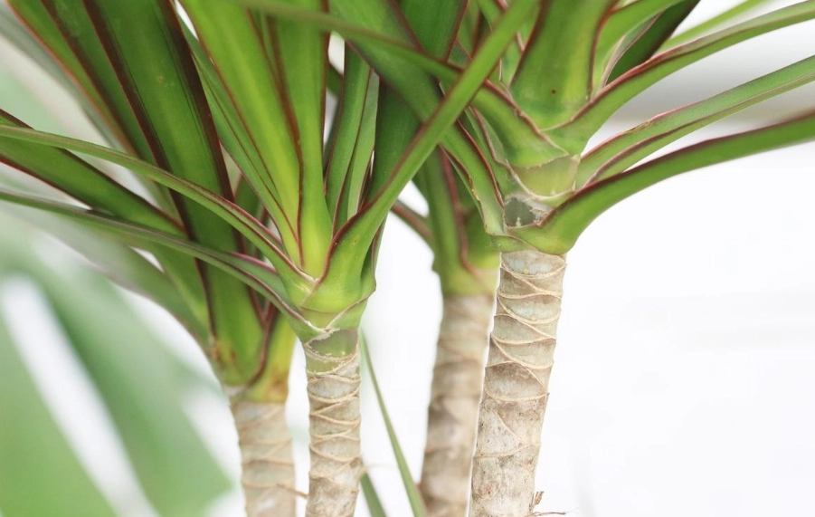 千年木葉尖焦枯
