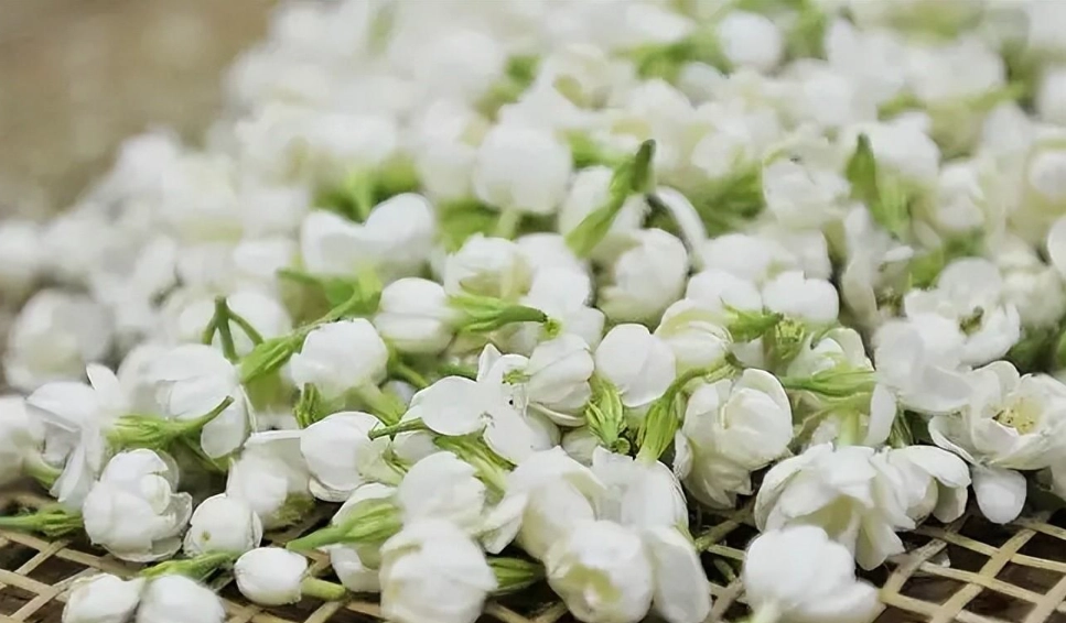 茉莉花種植
