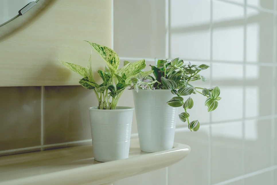 室內植物照顧 室內植物照顧