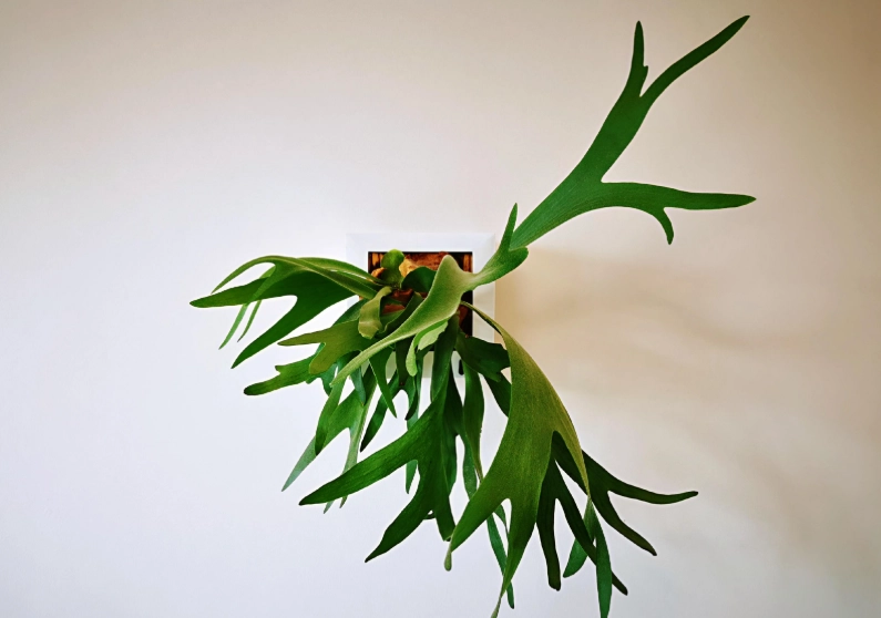 槲蕨養護 槲蕨養護