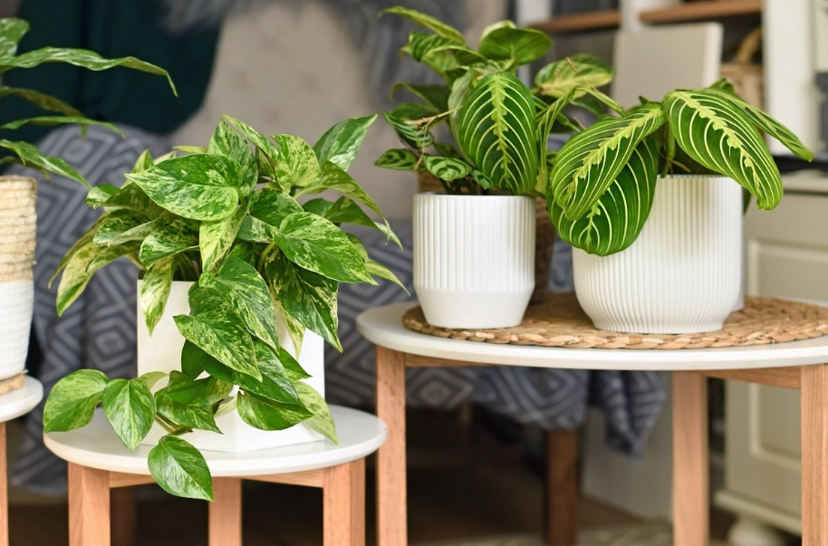 室內植物推薦 室內植物推薦