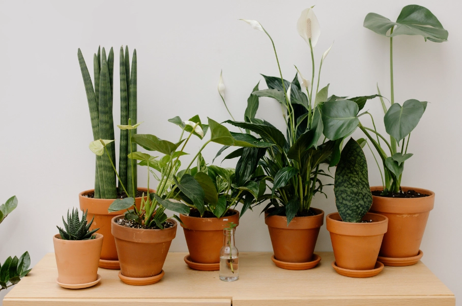 室內植物推薦 室內植物推薦