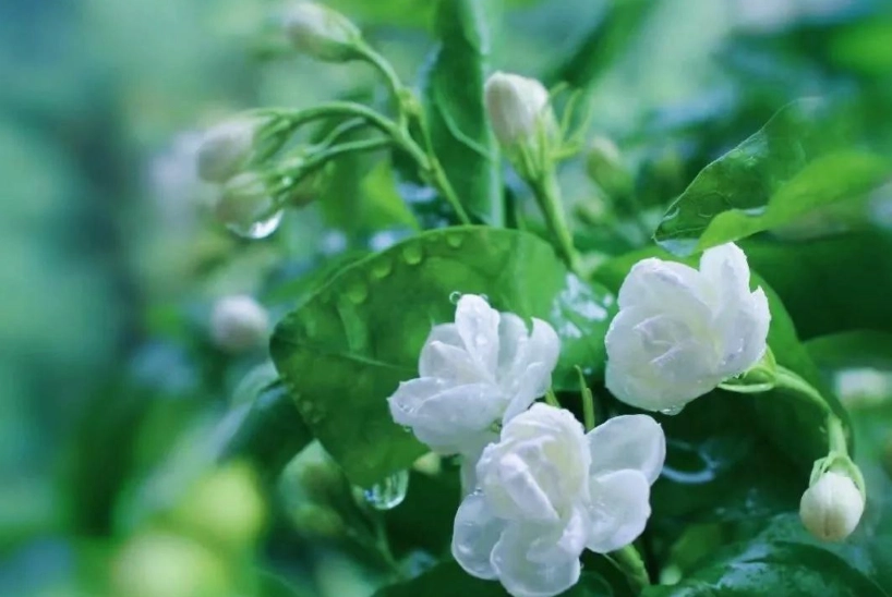 茉莉花茶
