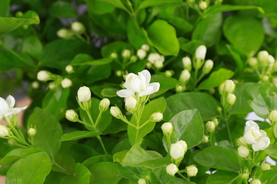 茉莉花種植