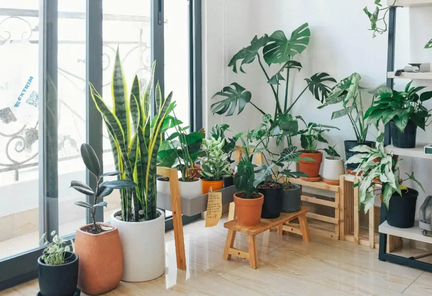 室內植物照顧 室內植物照顧