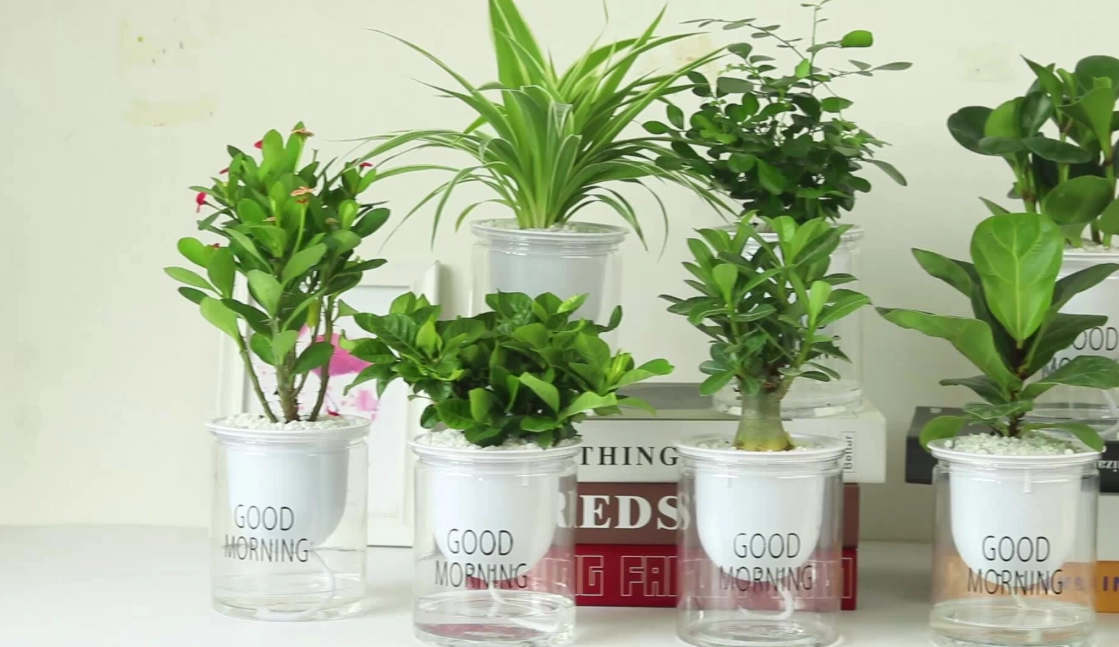 室內植物推薦 室內植物推薦