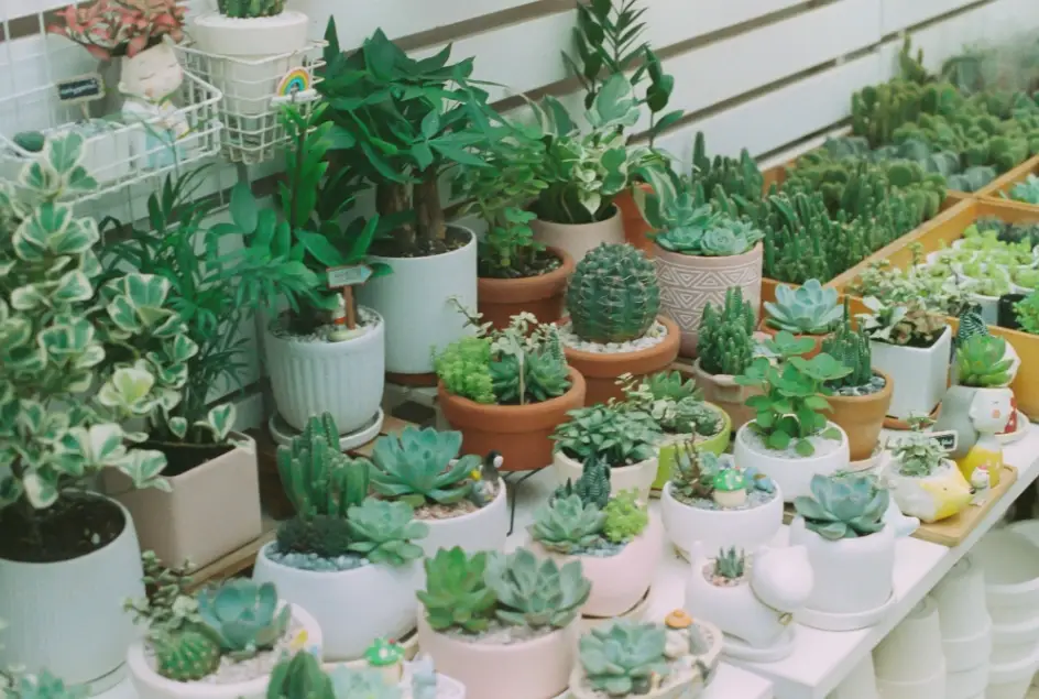 室內植物照顧 室內植物照顧