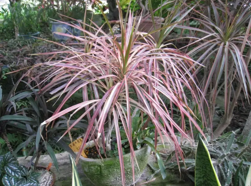 龍血樹屬養護