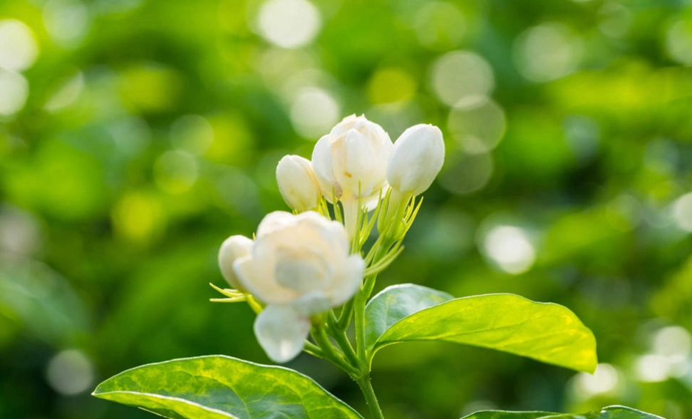 茉莉花茶