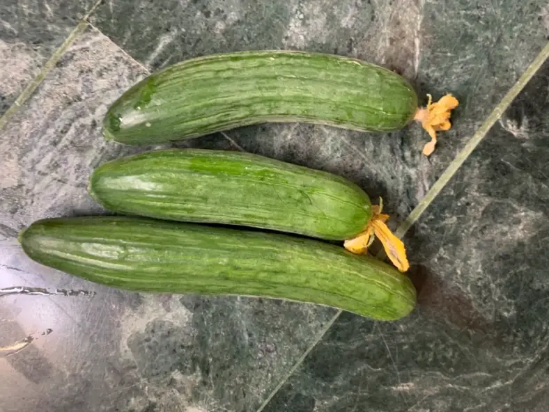 胡瓜品種推薦 胡瓜品種推薦
