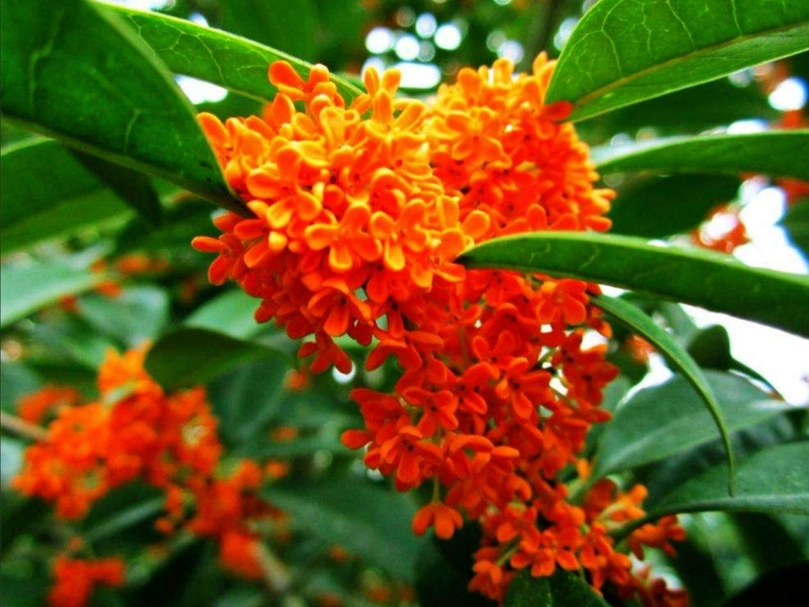 狀元紅盆栽照顧