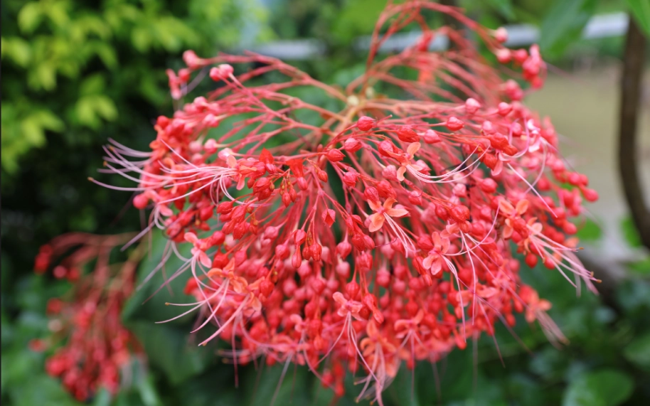 狀元紅盆栽照顧