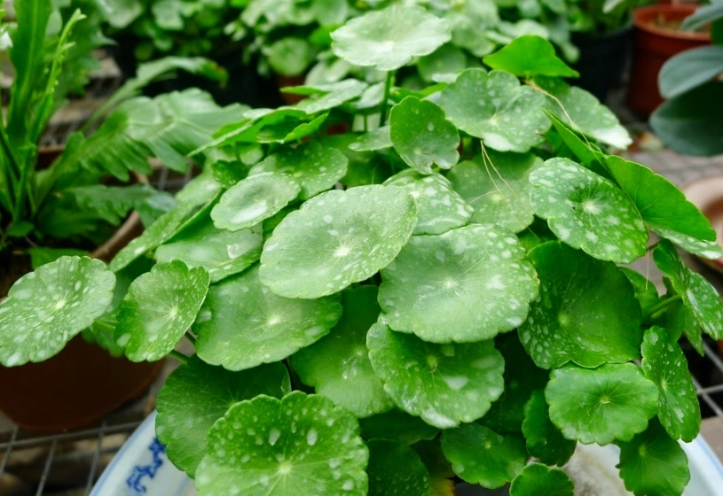 錢幣草怎麼養