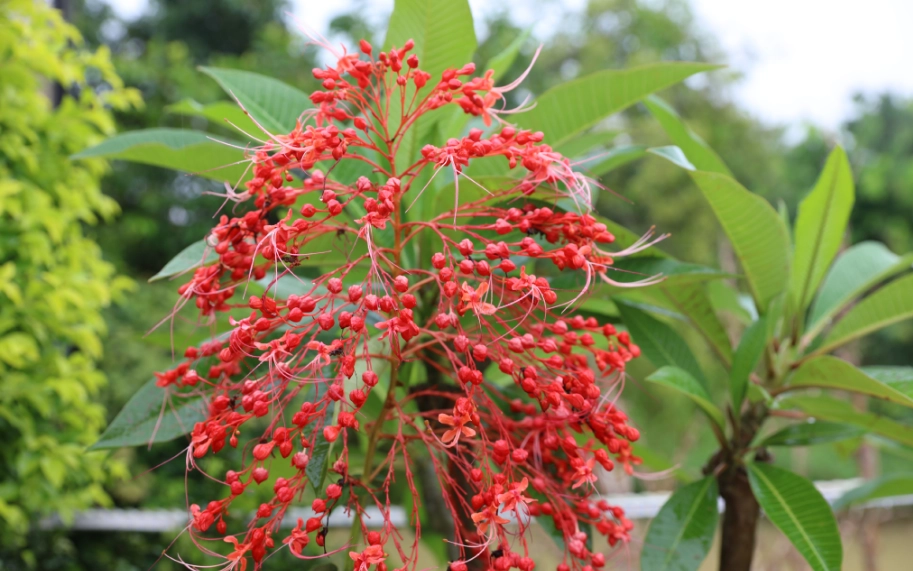 狀元紅盆栽照顧指南：紅果掛不住、葉子發黃的關鍵原因
