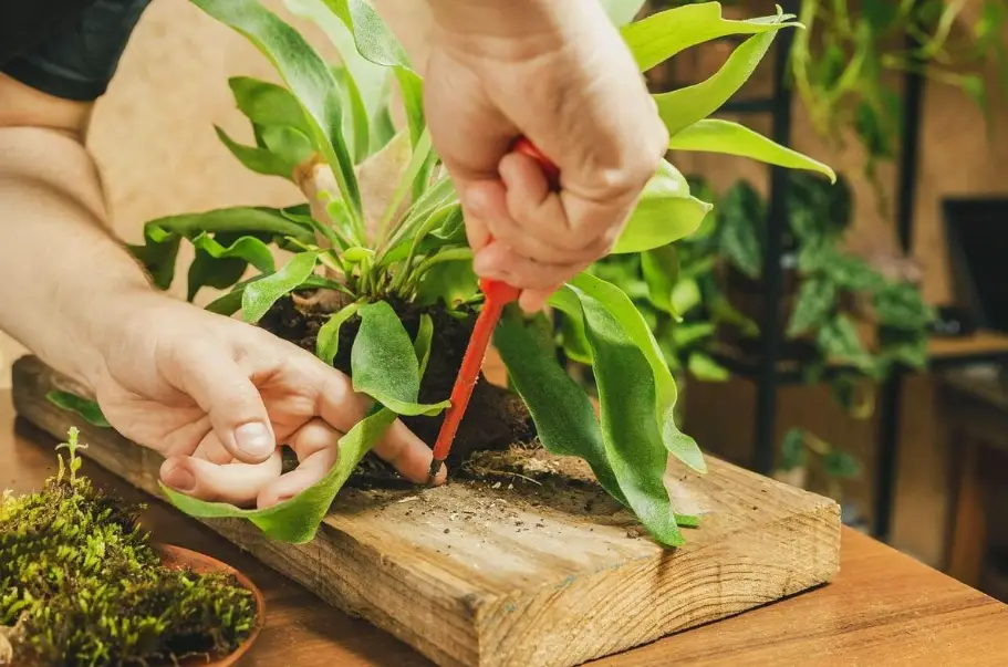 鹿角蕨上板教學 鹿角蕨上板教學