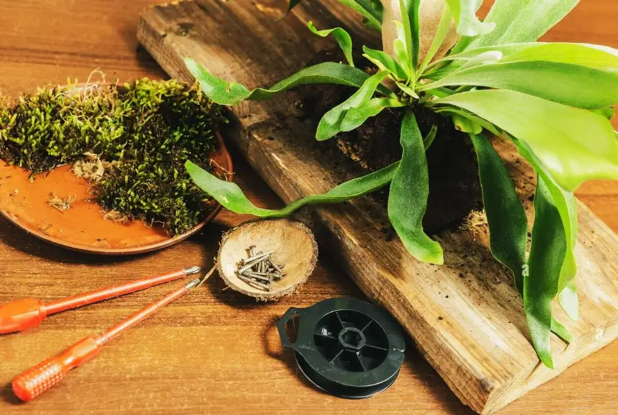 鹿角蕨水苔 鹿角蕨水苔