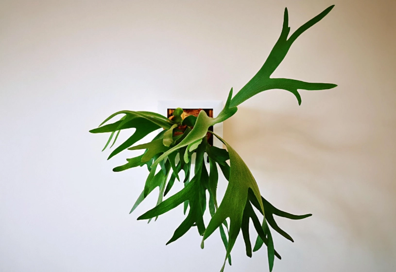 鹿角蕨水苔 鹿角蕨水苔