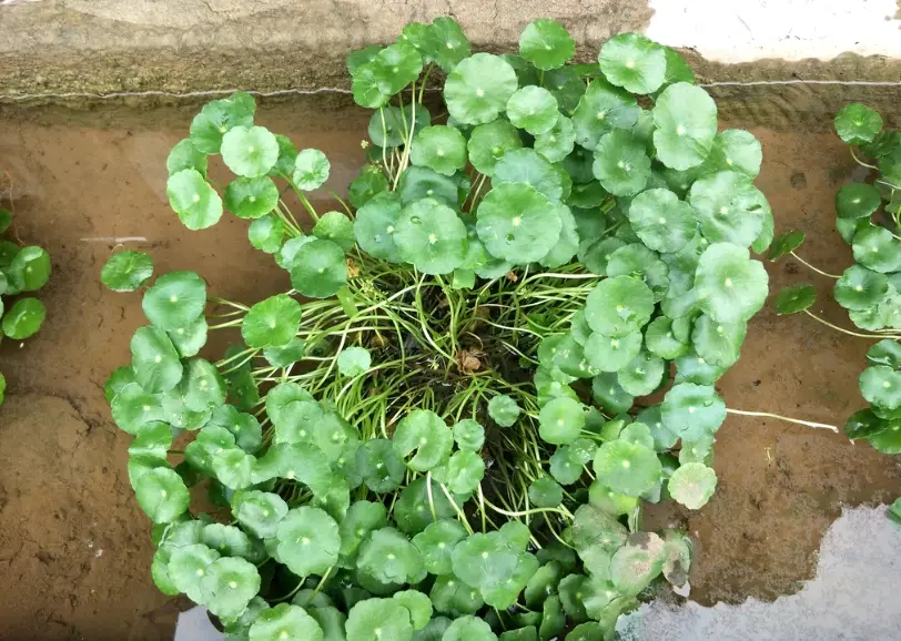 錢幣草怎麼養？水耕爆盆、爛根急救與繁殖重點