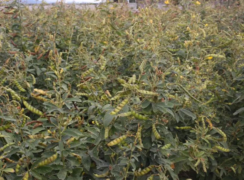 樹豆播種期 樹豆播種期